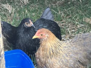Pullets - Pekin and Belgian D uccles