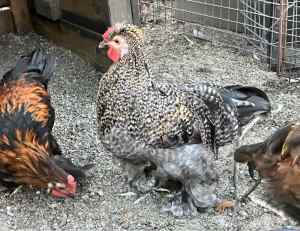 Roosters for Sale