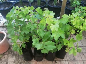 Flame Seedless Red Grape plants for sale.
