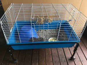 $90 if pickup Today Guinea pig hutch and stand