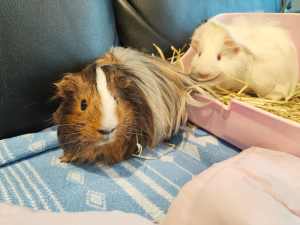 Bonded Male Guinea Pigs (1 year old)