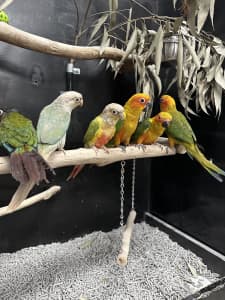 Conures hand raised baby’s and Avery birds available ..
