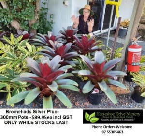Bromeliads Silver Plum 250mm Pots Absolutely Splendid! Plants Mudgeeraba Gold Coast South Preview