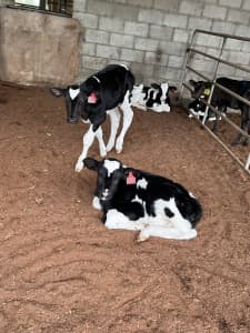 3 big friendly Holstein bull calves