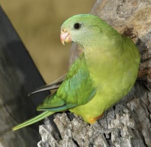 Semi Tame Superb Female DNA 🧬 Parrot