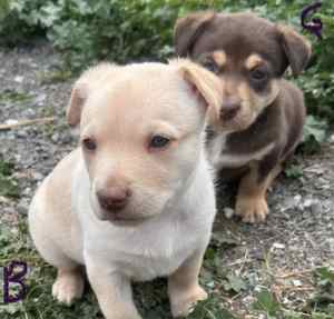 For sale Registered kelpie pups (yellow and red & tan)
