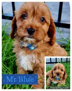F1 Cavoodle Puppies NOW READY FOR THEIR NEW HOMES