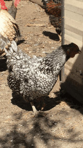 wyandotte silver laced and golden laced point of lay