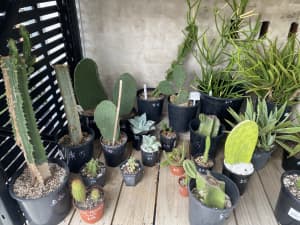 Cacti succulent sale