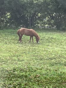 Small horse mare