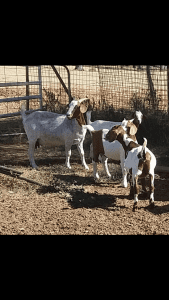 BOER GOATS Does and kids