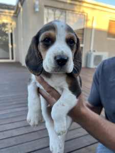 Purebred beagle puppies for sale