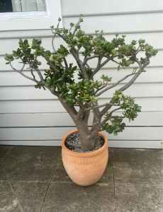 Established Jade plant in pot