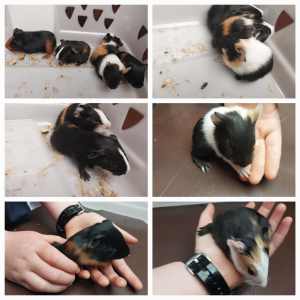 Guinea pigs: babies, adolescents and adults: male