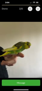 Hand tamed baby Budgies