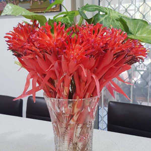 Love Torches - bromeliad Buy 3 get 1 Free - Plants Oasis