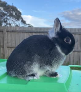 Pure breed Netherland dwarfs and minilops for sale