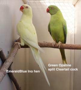 Young Indian Ringneck Parrot pair