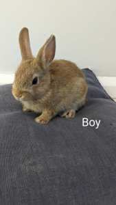 Baby Bunny Rabbit