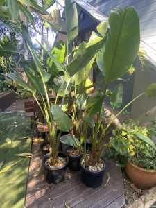 Strelitzia Nicolai - large screening tropical plant