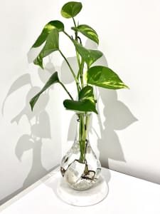 Golden Pothos / Devil’s Ivy Water Plant 