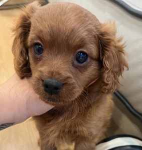 Ruby Cavoodle puppy
