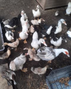 Muscovy Ducks Whole Flock Ducks Drake and Ducklings From $5