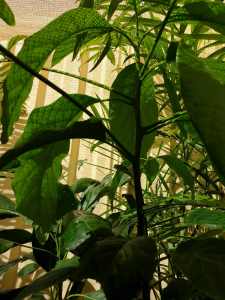Double grafted avocado tree(sold)
