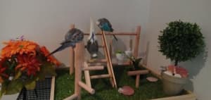Brand NEW play stand for hand raised bird from $40ea flatpack eftpos