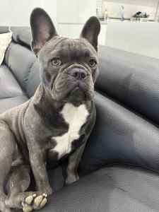 11 month old French Bulldog