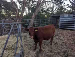 RED ANGUS COWS 