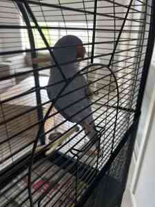 6mo male Indian ringneck & cage for sale