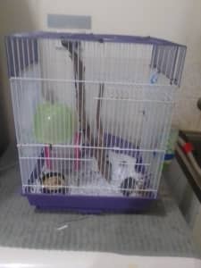 3 male mice and cage