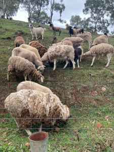 Self Shedding Dorper Damara Wiltpole Sheep for Sale - Free Delivery