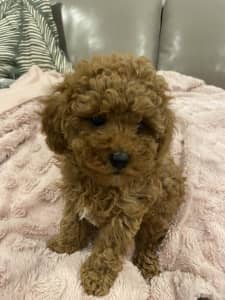 ONLY ONE BOY LEFT Toy/Miniture Ruby Red Cavoodles