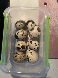 Fertile quail eggs