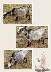 Registered Australian Miniature Goats