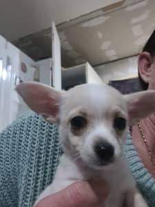 Chihuahua puppies 1 male left looking for my forever loving home 