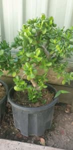 Jade plant 60cm high ready to put in your garden