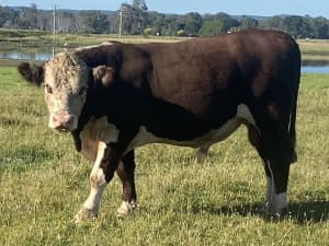Beef bulls both registered and Commercial