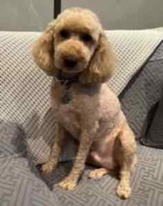 Good home wanted 5 year old Spoodle desexed Male By the Name of Lewis