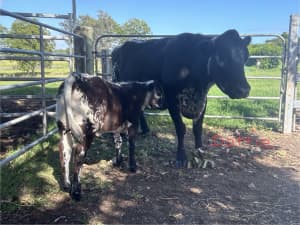 Speckle Parks Cows and Calves