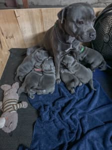 Blue Purebred Staffordshire Pups