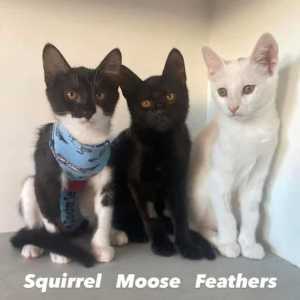 10391/2/3: Feathers/Squirrel/Moose- ADOPT CATS- Vet Work Included