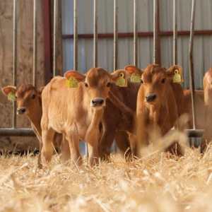 Wanted straight jersey bull calves