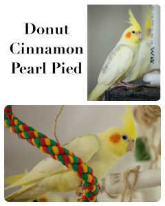 Cinnamon Pied, Cinnamon Pearl Pied and Lutino Cockatiels
