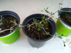 Rare Corokia tortured tree bonsai starter plants