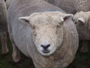 Southland Babydoll Sheep