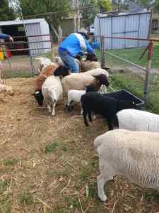 DORPER & WILTIPOL SHEEP FOR SALE