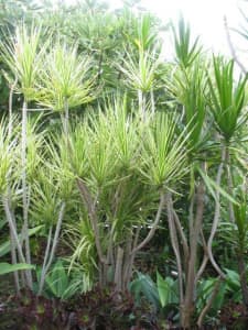 Potted large dracaena, discounts for multi-purchases